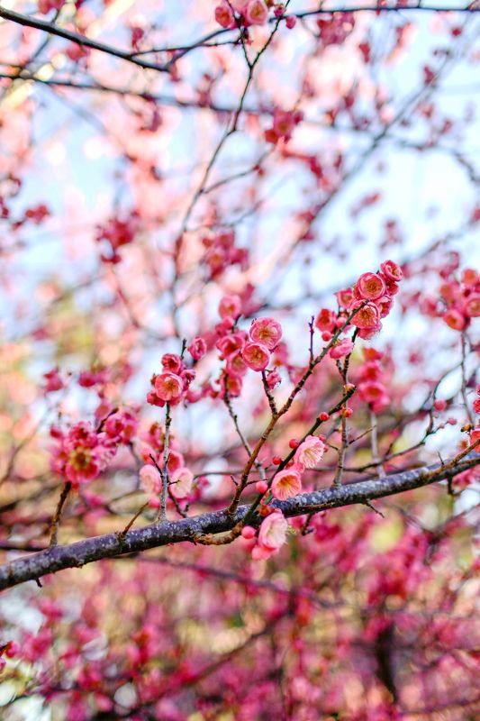 Bloom фото превью