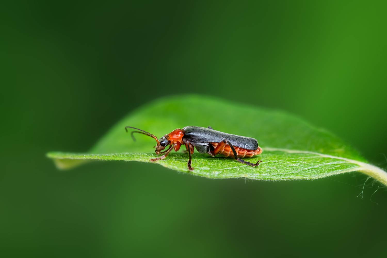 , Рагинская Ольга