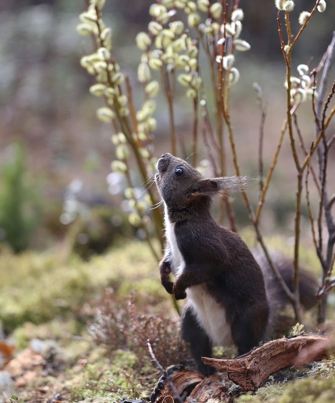 нерюнгри, белка, якутия, дикие_животные, евгениялевина, бурундукиибелкилевиной, женялевина, весна, верба Сладкая верба фото превью
