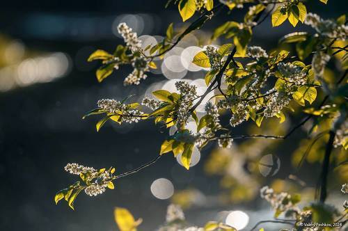 Про магию контрового света