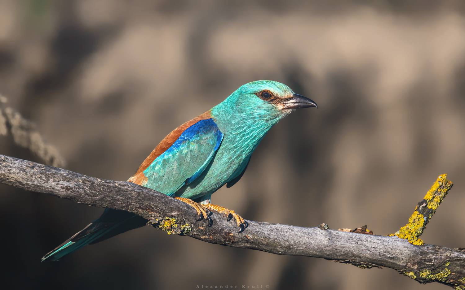 сизоворонка, обыкновенная сизоворонка, ракша, coracias garrulus, Круль Александр