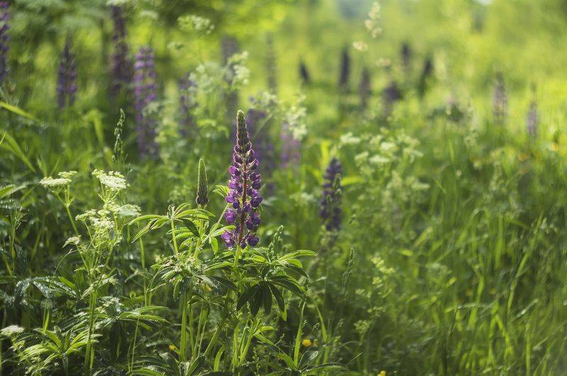 Люпиновое утро фото превью