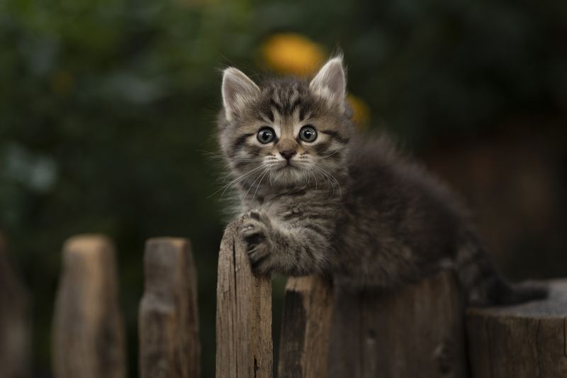 *** фото превью