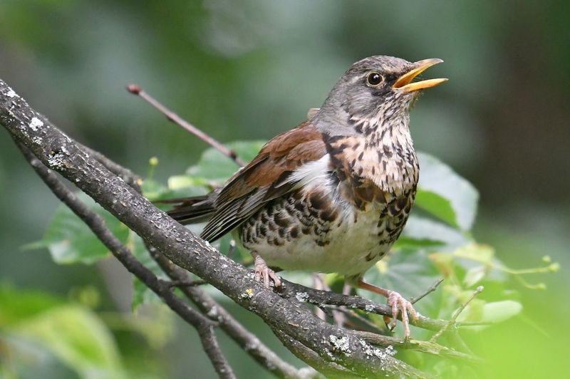 field thrush фото превью