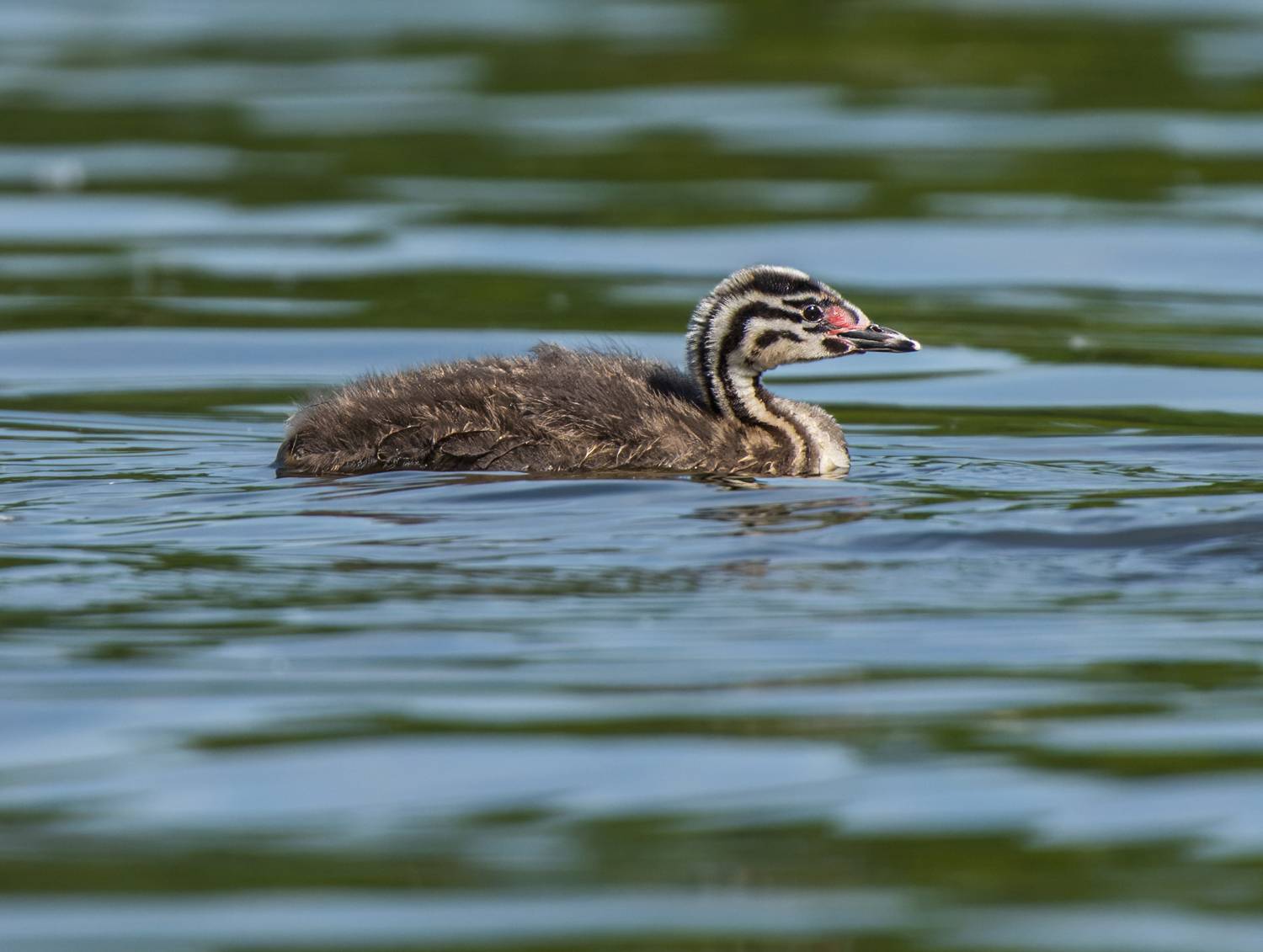 , Дэм Константин