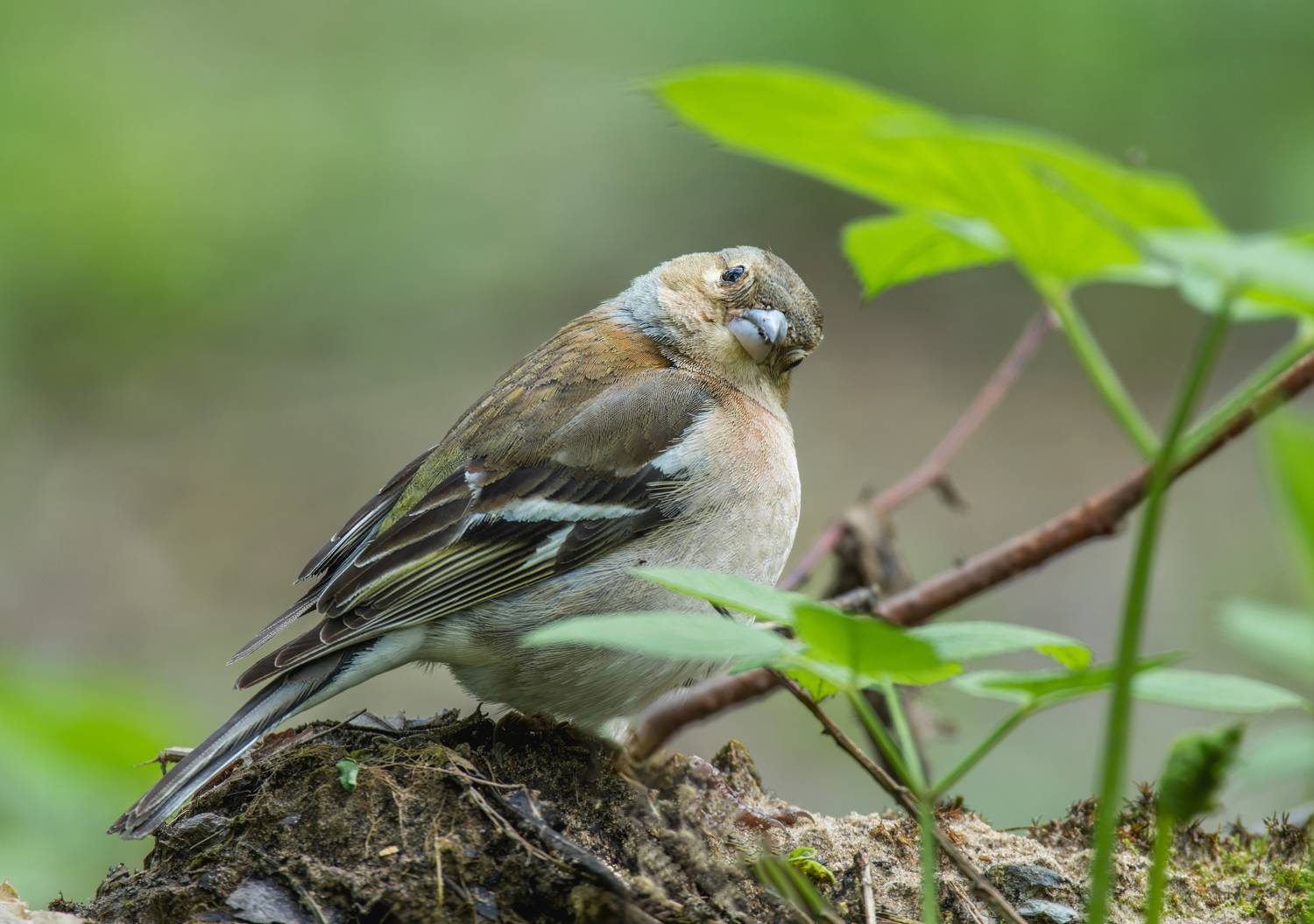 , Дэм Константин