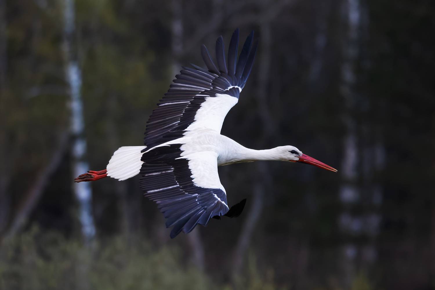 белый аист, ciconia ciconia птицы, фото птиц, птицы, Александр Шипиленко