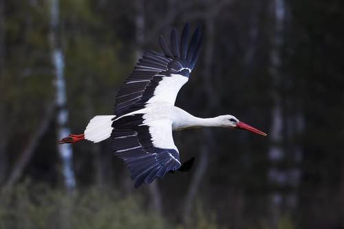 Белый аист. (Ciconia ciconia)