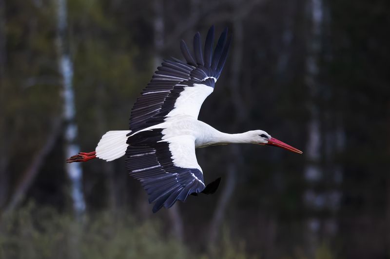 белый аист, ciconia ciconia птицы, фото птиц, птицы Белый аист. (Ciconia ciconia) фото превью