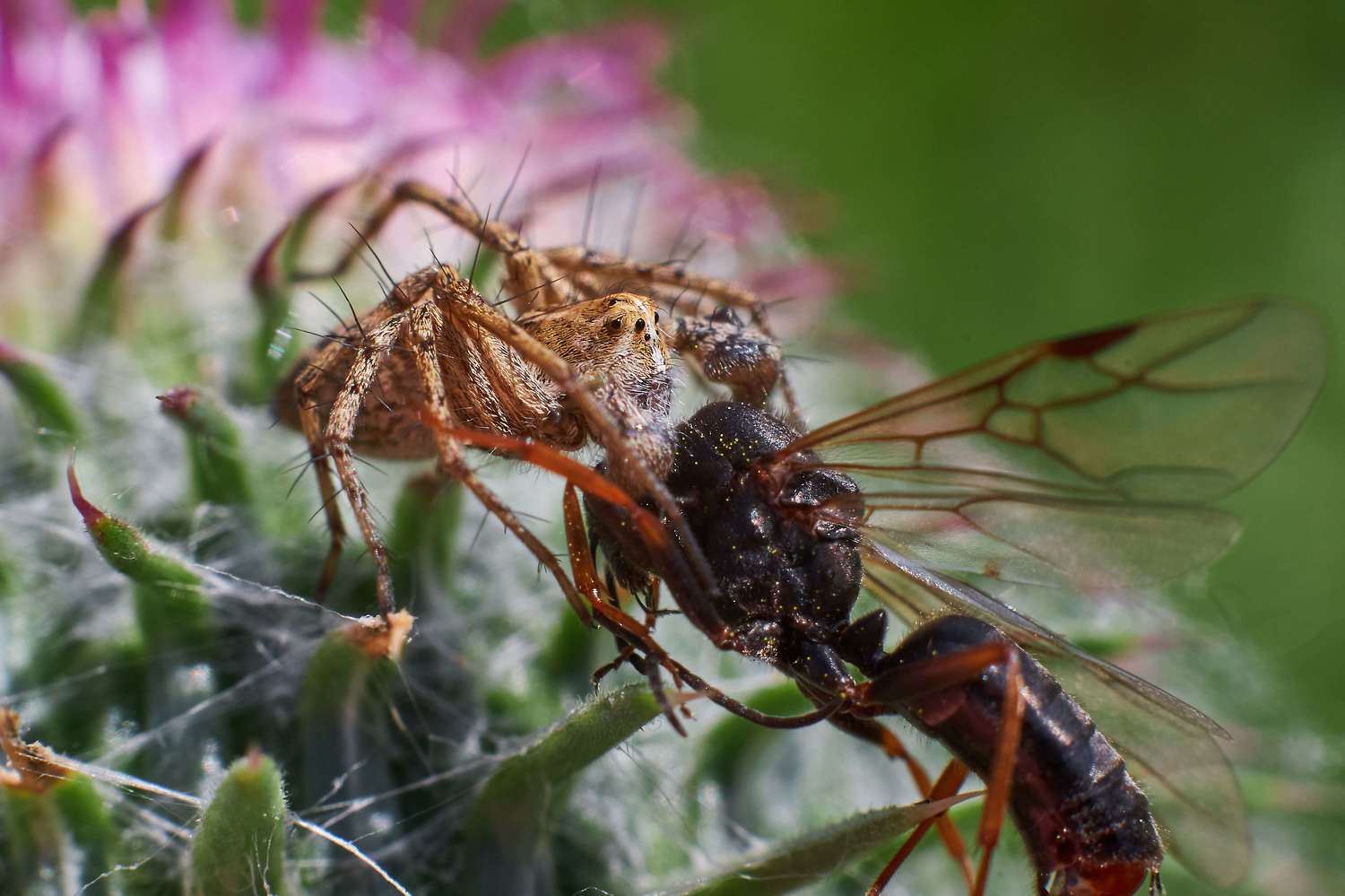 wildlife, volgograd, russia, , Павел Сторчилов