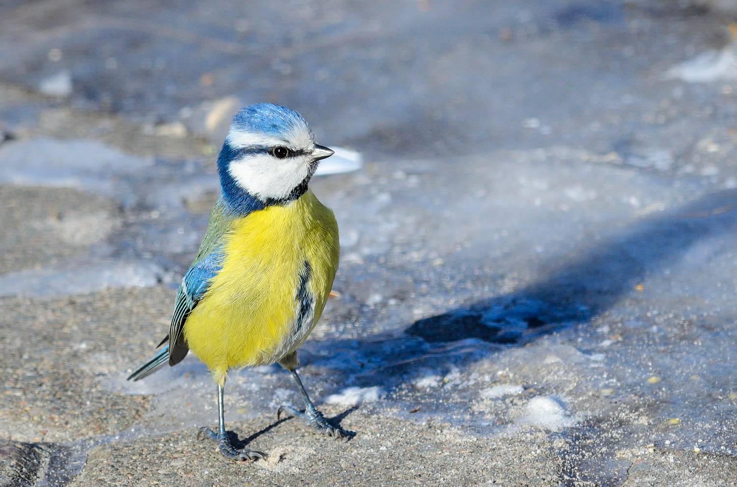 синица птица bird tit, Александр Добыш