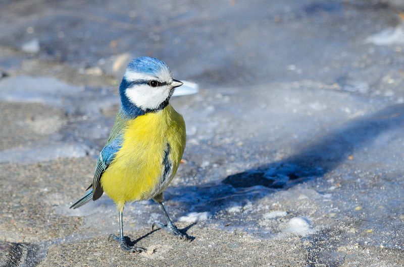 синица птица bird tit Малыш крепыш фото превью