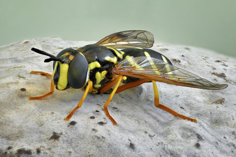 Chrysotoxum festivum фото превью