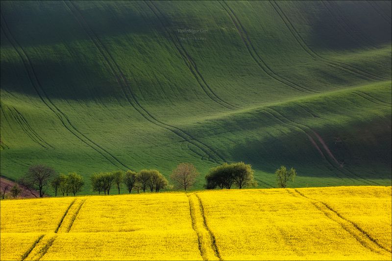южная моравия,пейзаж, волны,rural,линии,south moravian,lines,свет,rural,czech,весна,чехия,field,landscapes,поле,рапс,дeрево,green Зелёно - жёлтые волны фото превью