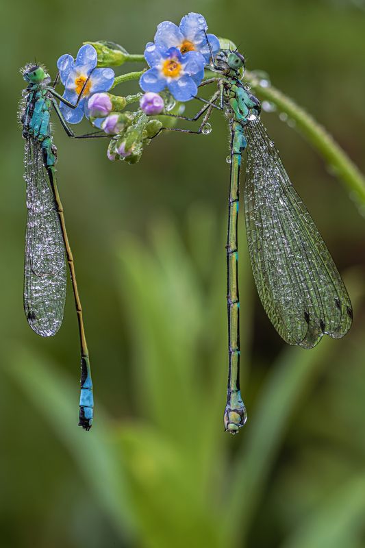 Две стрекозки, ранним утром.  фото превью