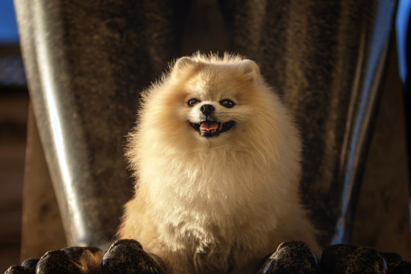 фото превью