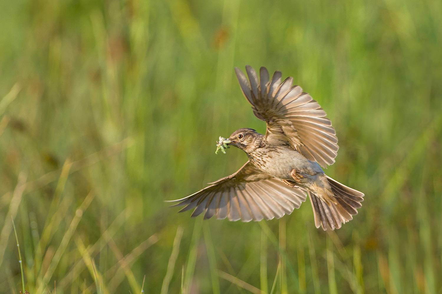 , Евгени Стефанов