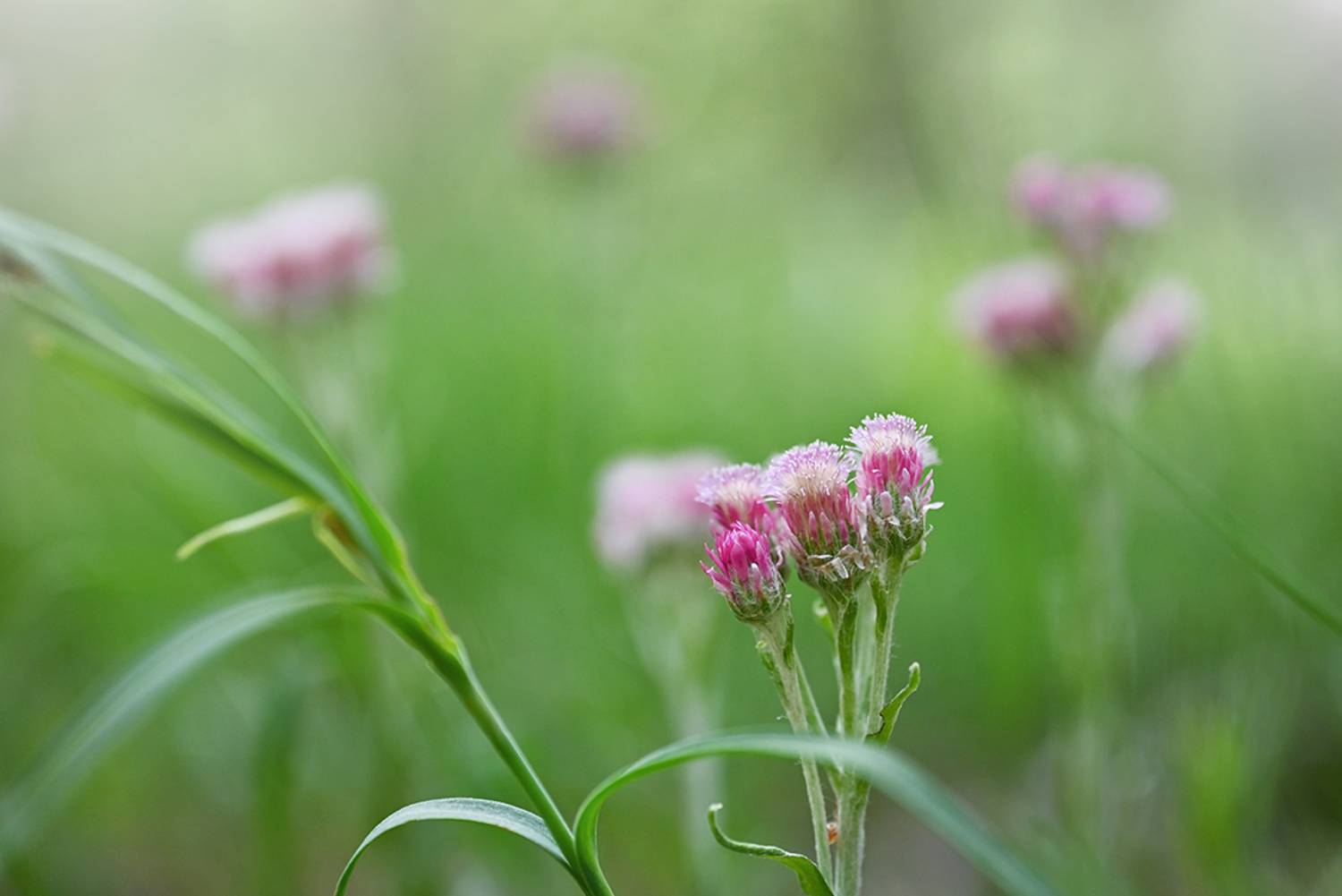 , Калёв Сергей