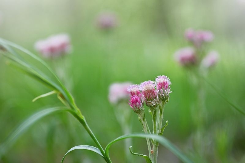 Нежность фото превью