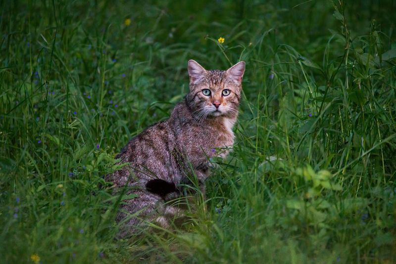 wildcat, wildlife, animals, wildlife photography The European Wildcat фото превью