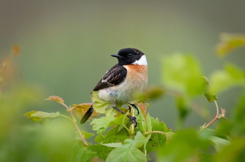 птицы, чекан, лето, птаха Черноголовый чекан фото превью
