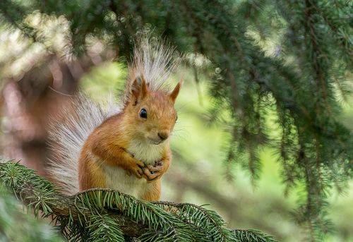Белка, белочка! )