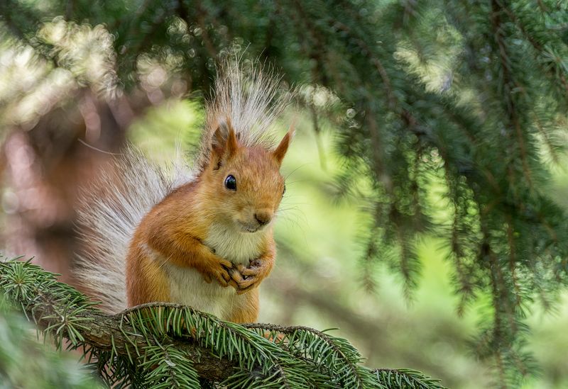 белка, лес, Белка, белочка! ) фото превью