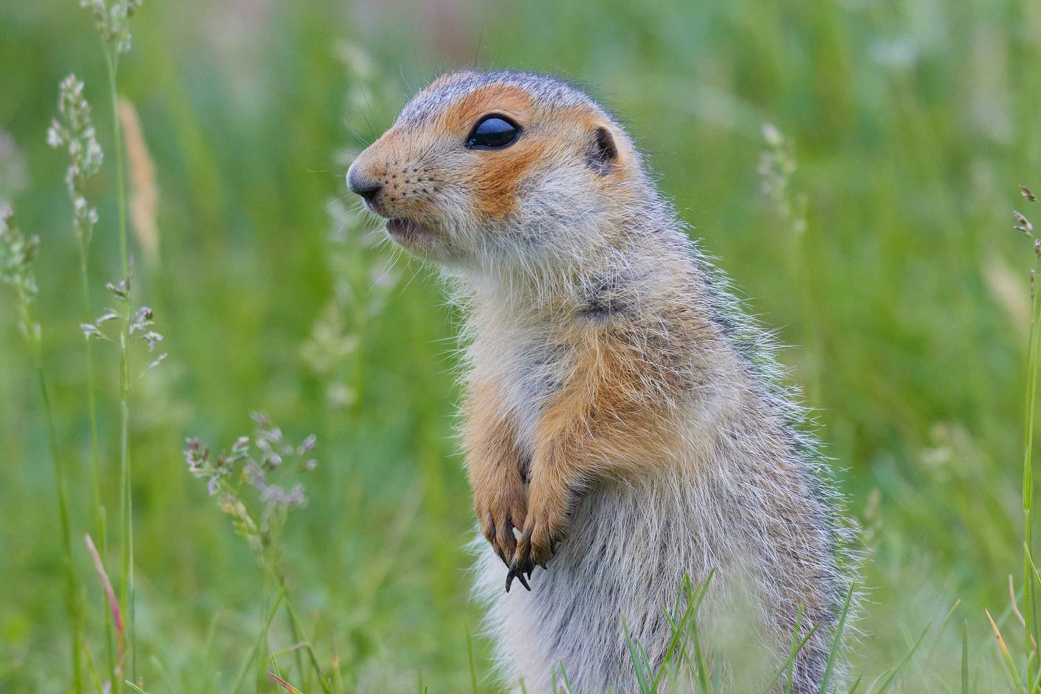 , Гильманов Артур