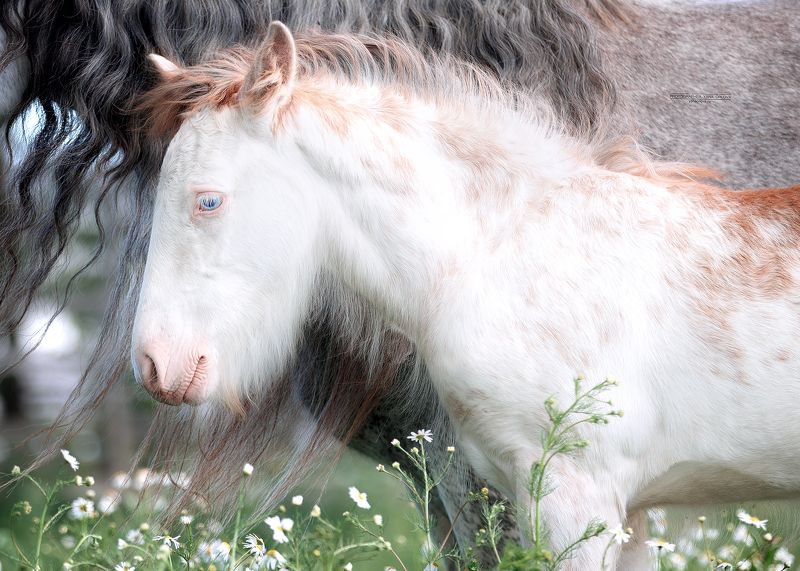 конный фотограф, лошадь, конь, лошади, конная фотография, жеребец, horse,  horses, pferd, конный фотограф яна орлова Жеребёнок тинкера фото превью
