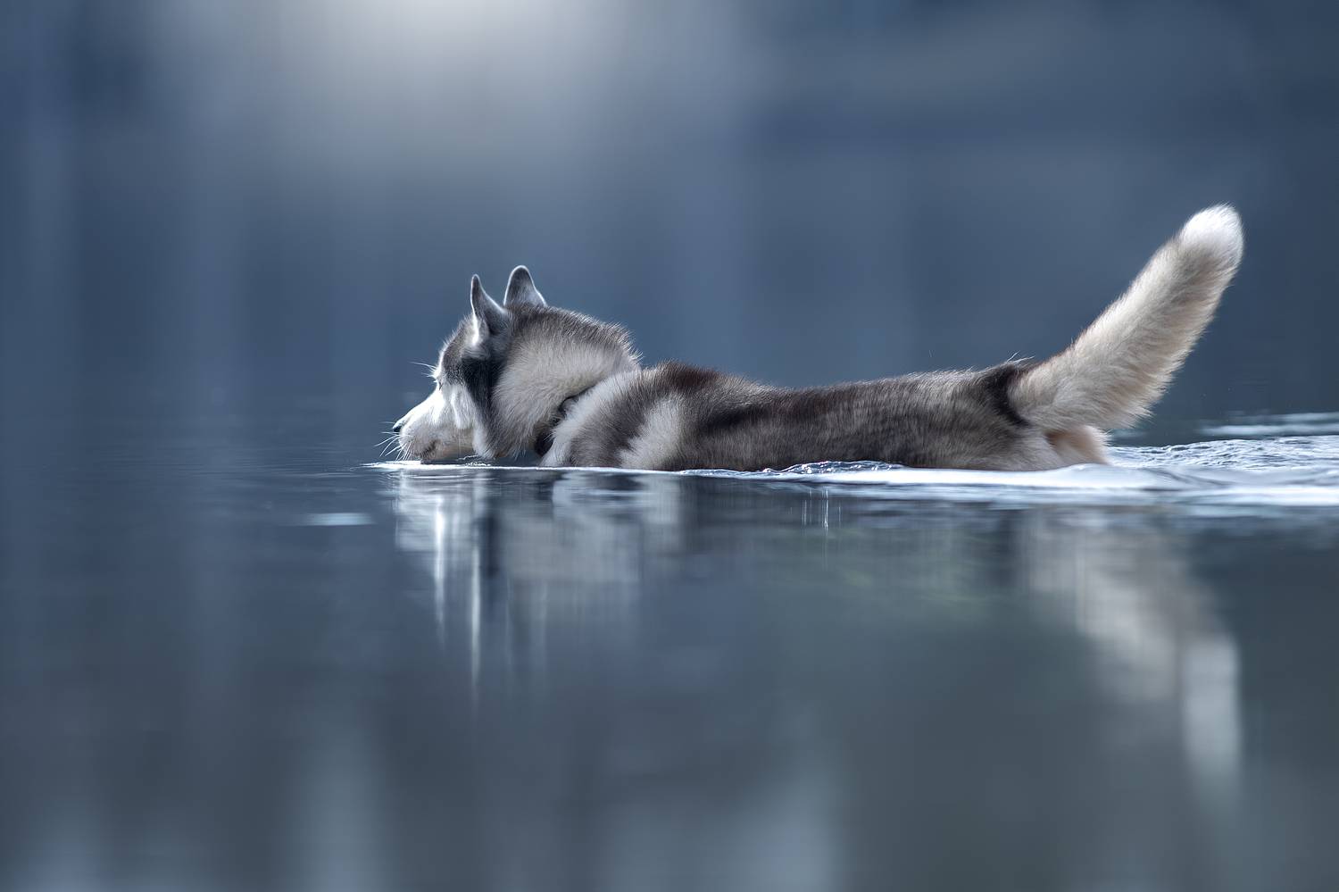 , Светлана Писарева