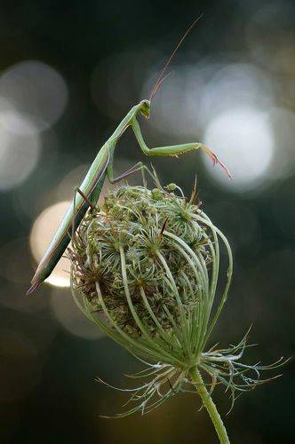 Ловец солнечных 