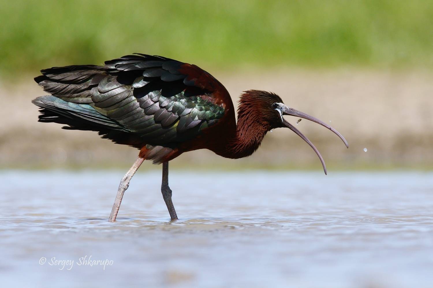 каравайка, птицы, крым, Сергей Шкарупо