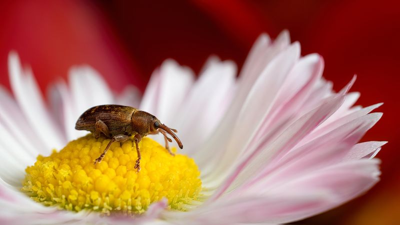 Слоник фото превью