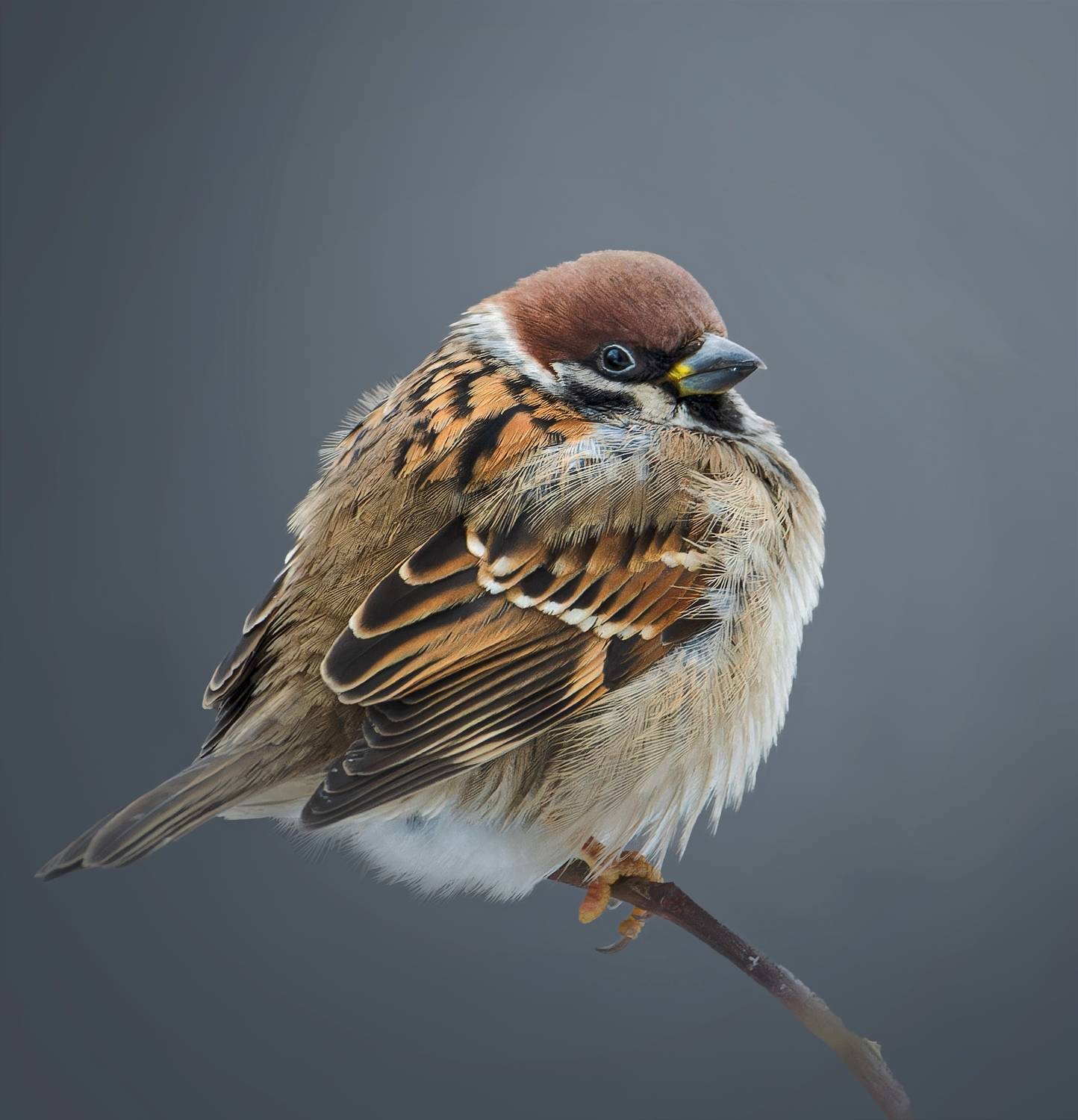 , Фото Александр