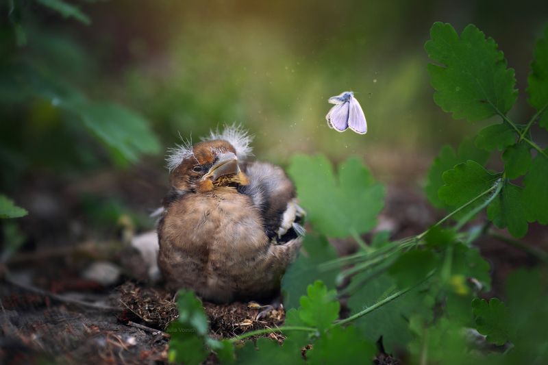 *** фото превью