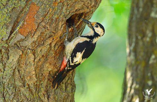 Сирийский дятел.