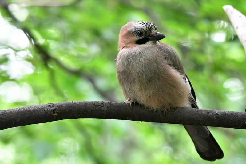 Jay.. фото превью