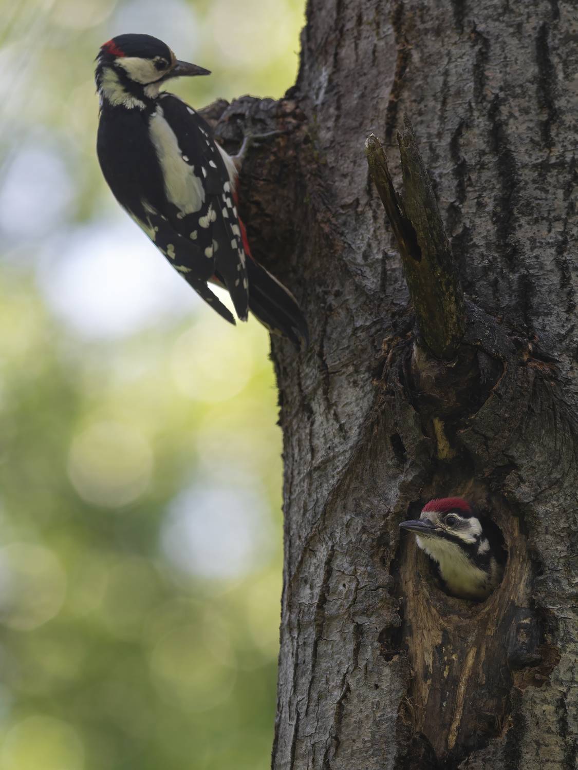 , Денис Пронин