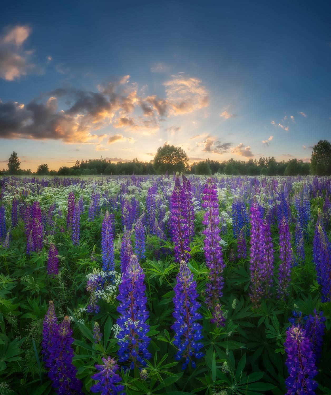 лето, люпины, закат, поле, цветы, Марголин Алексей