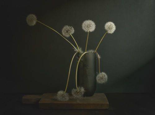 Одуванчики