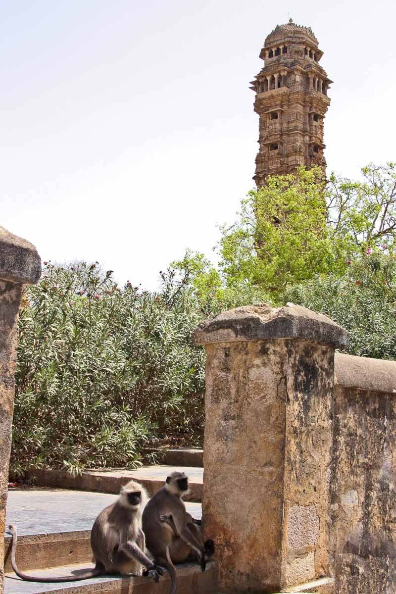 Индия, обезьяны, архитектура, башня, индуизм, Сергей Козинцев