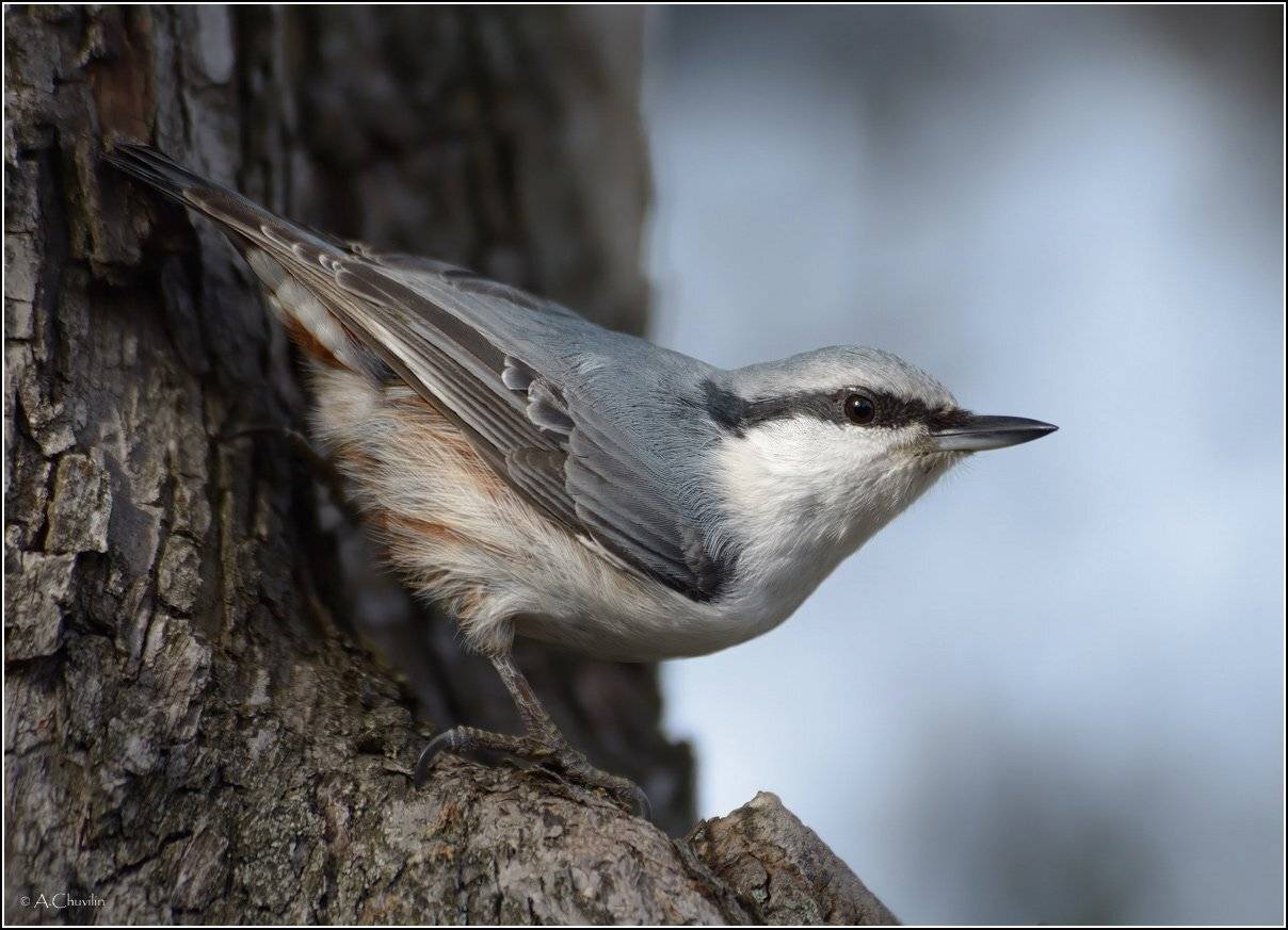 , Александр Чувилин