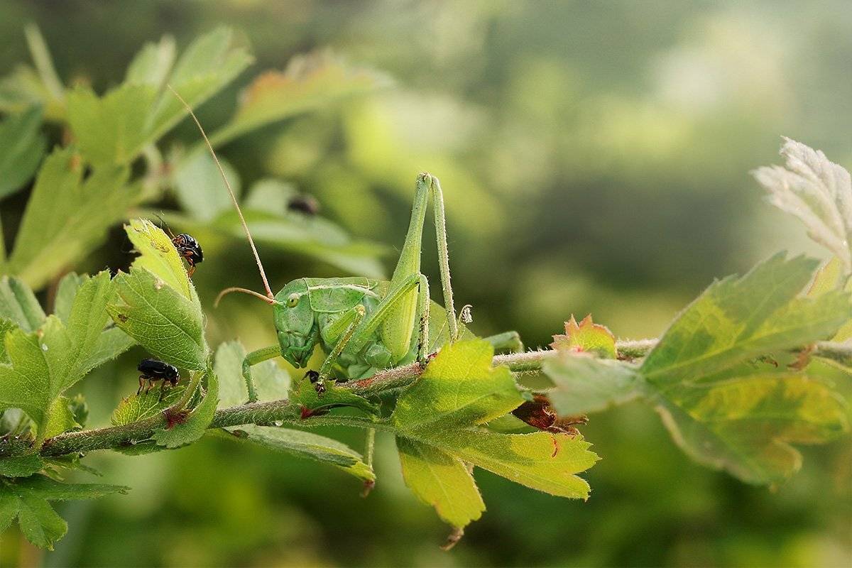 Зеленые листья, Зеленый кузнечик, Изофия крымская, Листоед, Роман Рысь