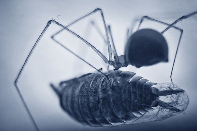 паук, мокрица, макро Завтрак фото превью