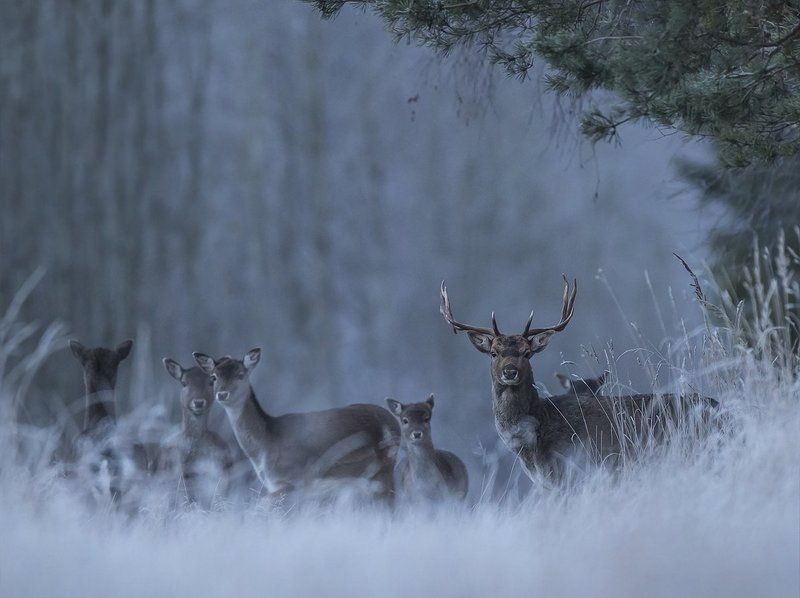 Лань