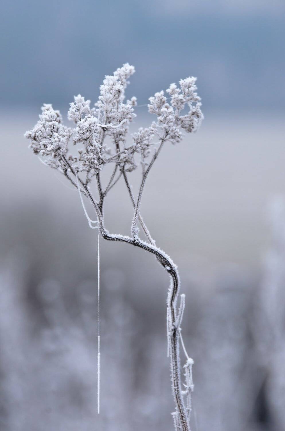 белый, изящность, иней, композиция, осень, Ксения Соварцева