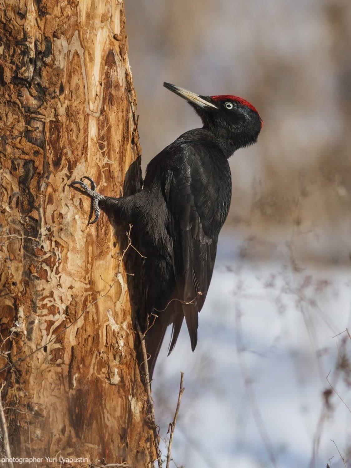 Желна, Чёрный дятел, Ляпустин Юра
