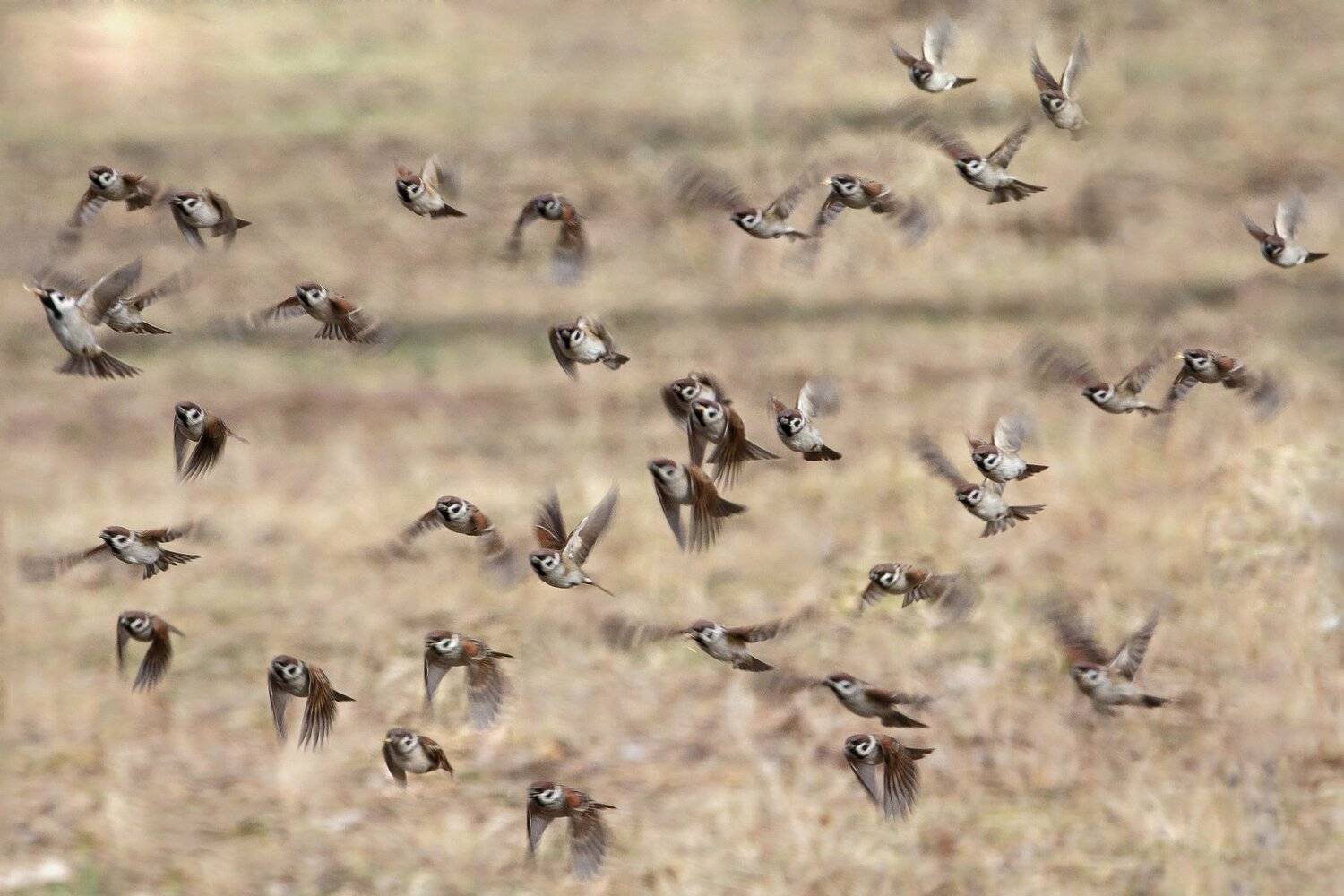 Воробей, Воробьи, Фотоохота, Коркин Вадим
