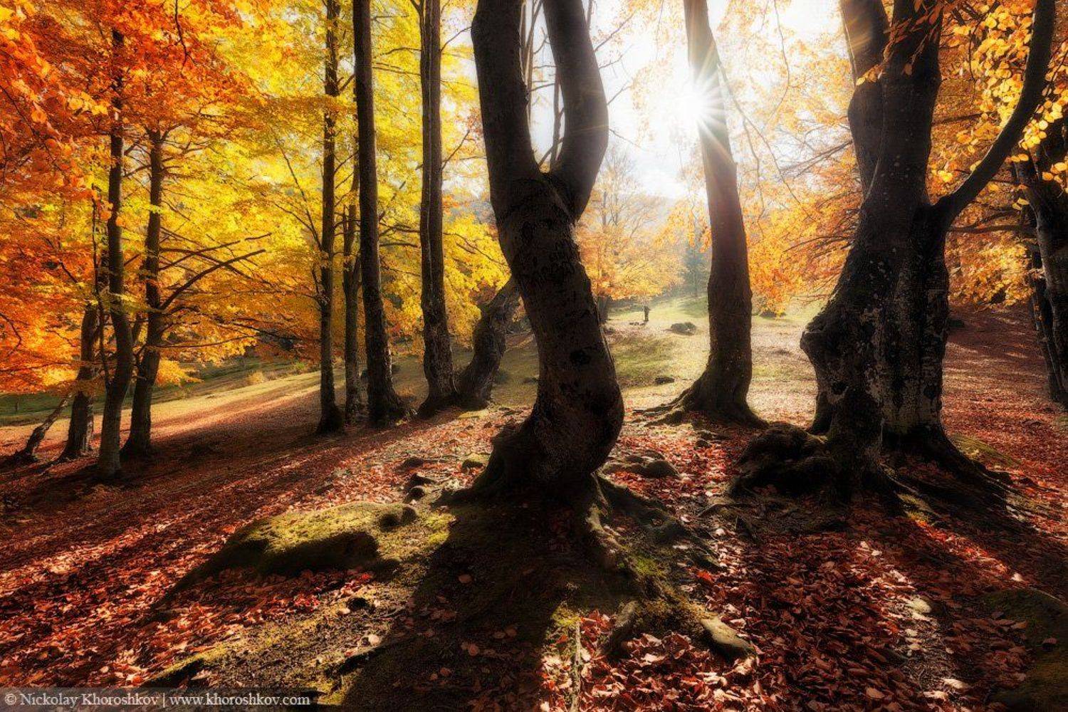 Карпаты, Лес, Осень, Пейзаж, Украина, Николай Хорошков