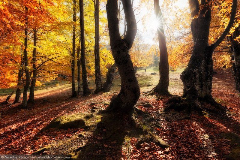 Карпаты, Лес, Осень, Пейзаж, Украина Танцующие в лучах солнца фото превью